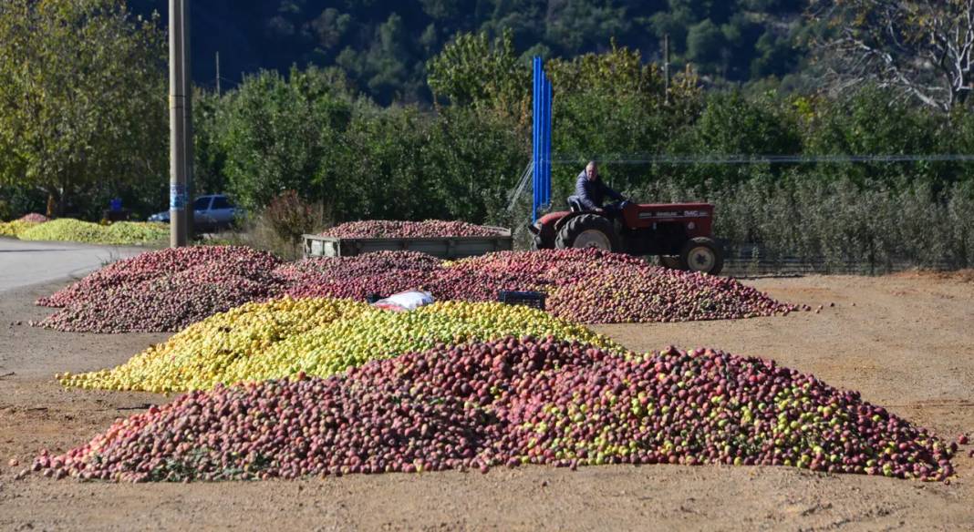 Eğirdir’de Susuzluk Elmayı Vurdu: Tepeler Dolu, Rekolte Düşük 6